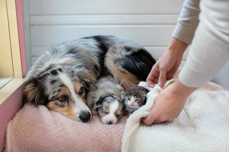 Une chienne et deux chiots reposent sur un coussin rose pendant qu'une personne ajuste une couverture blanche