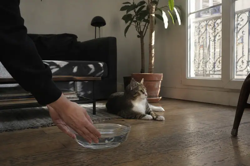 Une main pose un bol d'eau sur le parquet devant un chat allongé