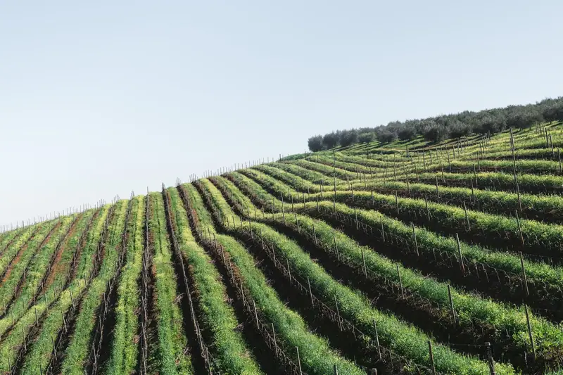 Rangées de vignes vertes suivent la pente d’une colline sous un ciel bleu pâle