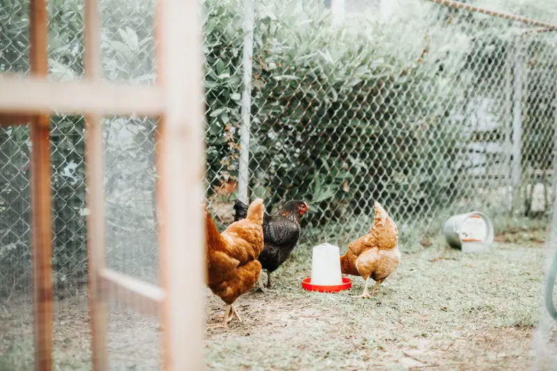 Trois poules près d’un abreuvoir blanc et rouge dans un enclos grillagé